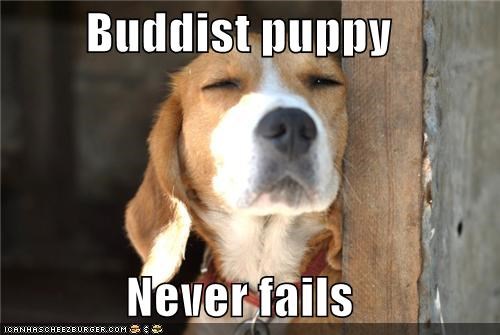 Buddist puppy  Never fails