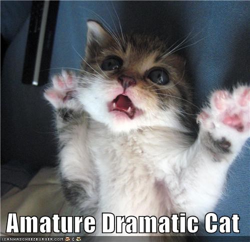Amature Dramatic Cat