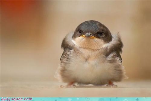 Serious bird is serious!