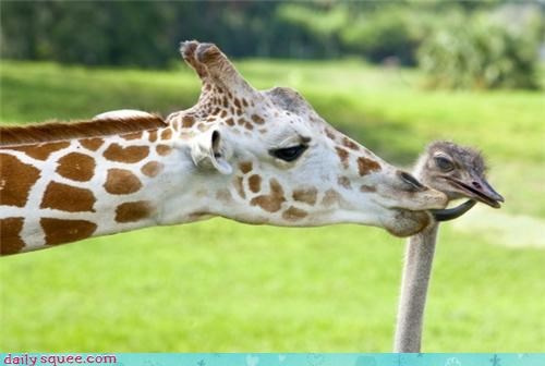 A Kiss for Mr. Ostrich!