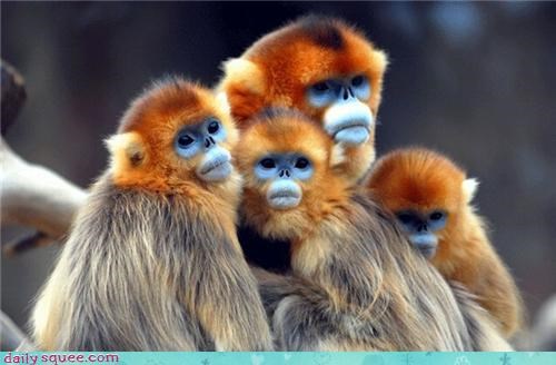 Beautiful orange monkies!