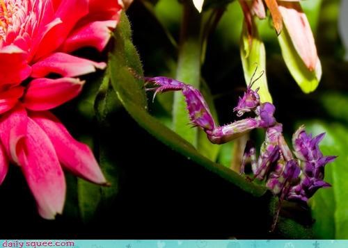 Acting Like Animals: Pretty Praying Mantis