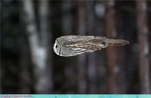 Acting Like Animals: FIRE ZE MISSOWLS!