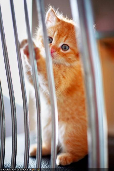 Cyoot Kitteh of teh Day: Jailz?!  Oh Noez!  Wut Did Ai Doo?!