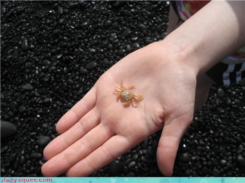 Hawaiian Tinycrab