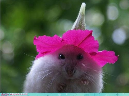 Dwarfhamster = Dumbledwarfhamster