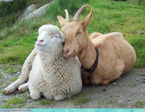 Cuddles 