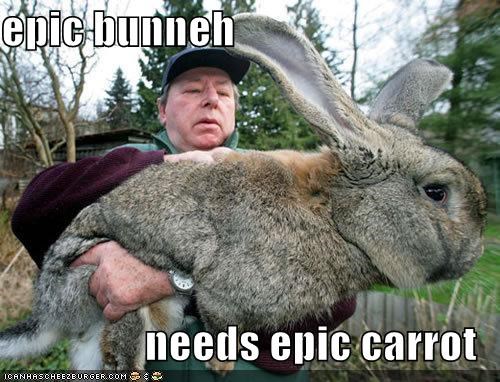 epic bunneh   needs epic carrot