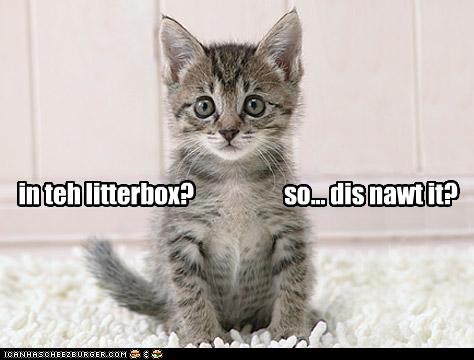 in teh litterbox?                   so... dis nawt it?