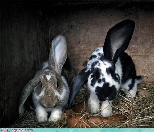 Rabbit ear aerobics