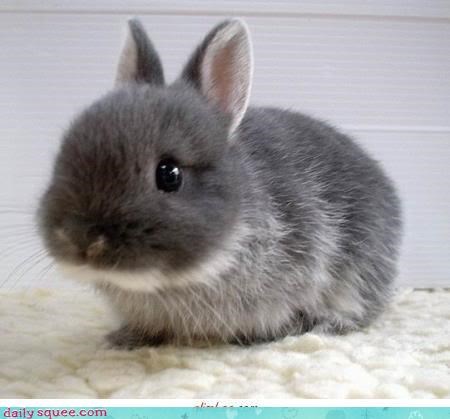 Mega Squee Bunny