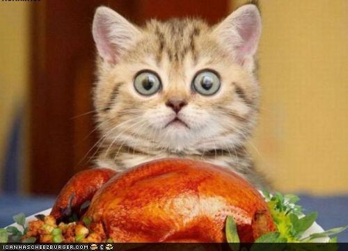 Cyoot Kitteh of teh Day: O M GEE...IZ BYOOTIFULZ!
