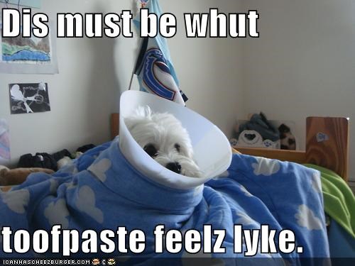 Dis must be whut  toofpaste feelz lyke.