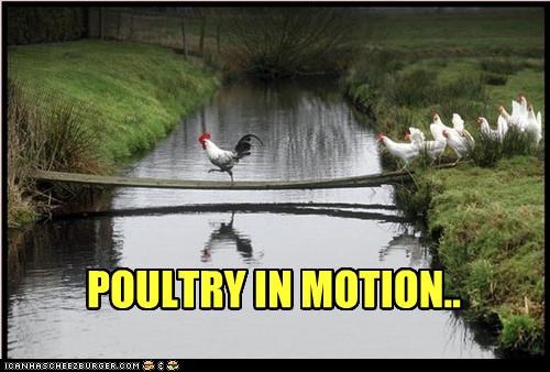 POULTRY IN MOTION..