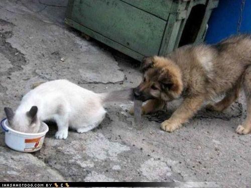 Kittehs R Owr Friends: I can has leftoberz?