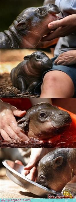 Hungry Baby Hippo