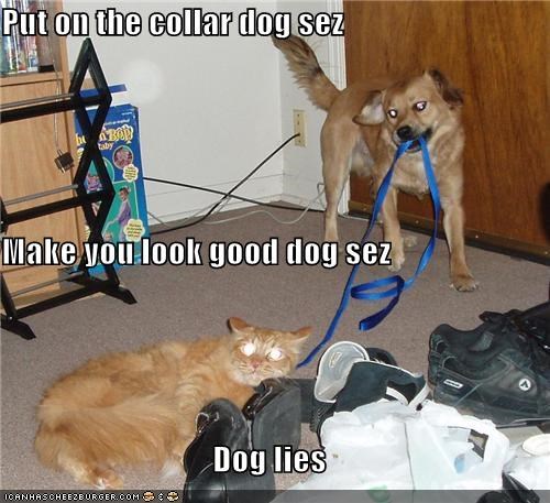 Put on the collar dog sez Make you look good dog sez Dog lies
