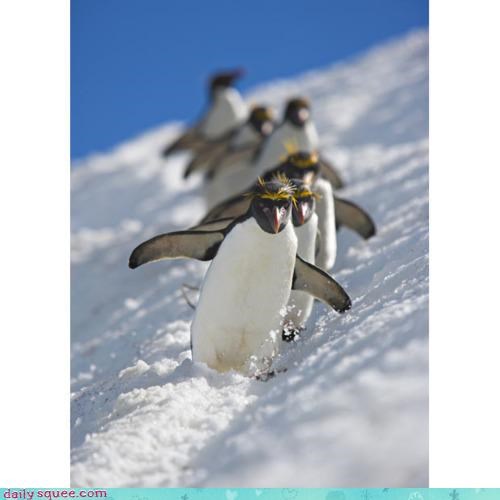 Acting Like Animals: The Antarctic Olympic Ski Team