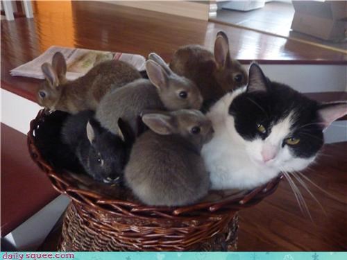 Bunnies On My Cat