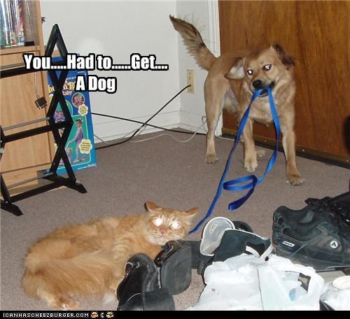 You.....Had to......Get.... A Dog