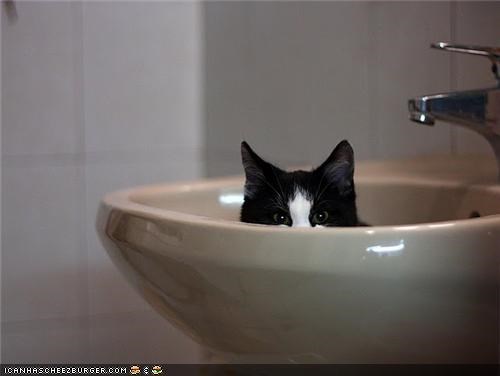 As Long as the Water's Turned Off: Kittehs in Sinks