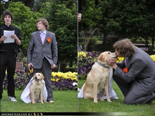 Australian Man Marries Labrador