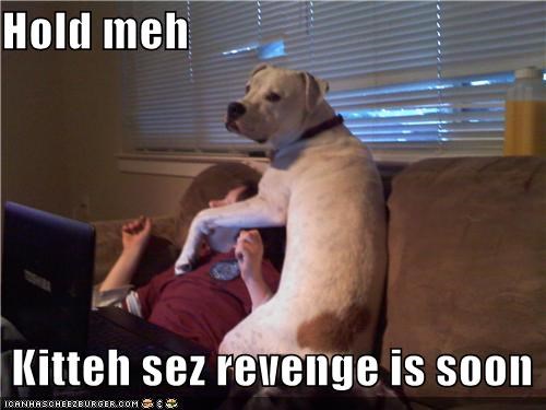 Hold meh    Kitteh sez revenge is soon