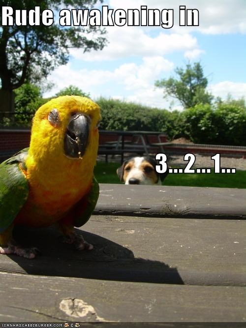 Rude awakening in 3...2...1...