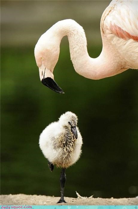 Flamingo Kindergarten 