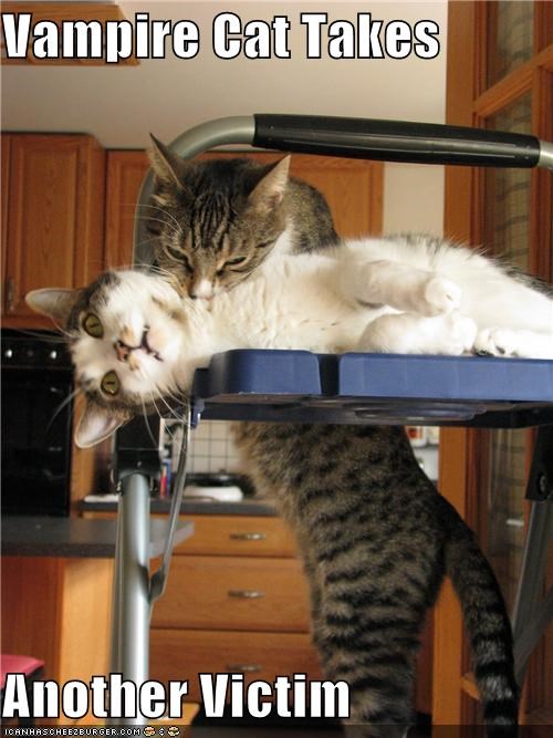 Vampire Cat Takes   Another Victim
