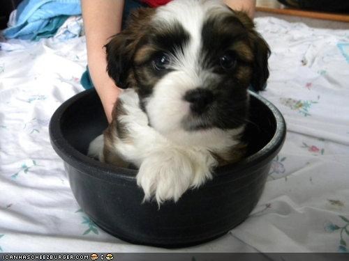 Cyoot Puppeh ob teh Day: I iz wutz fer brekfist!
