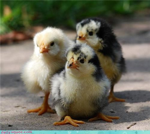Don't Mess With These Chicks