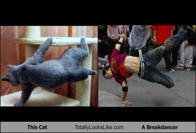 This Cat Totally Looks Like A Breakdancer