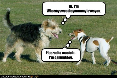 Introductions at the dog park.