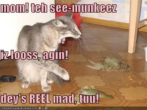 mom! teh see-munkeez iz looss, agin! dey's REEL mad, tuu!