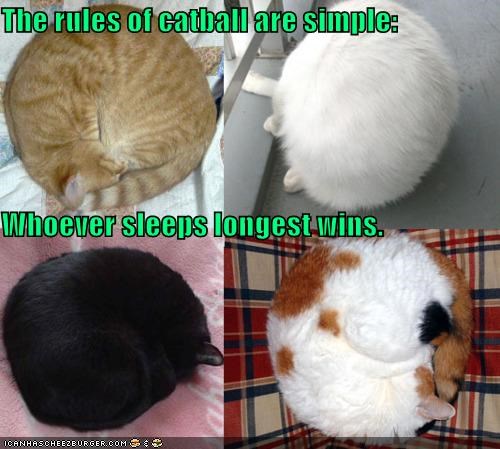 The rules of catball are simple: Whoever sleeps longest wins.