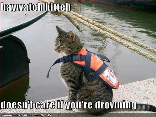 baywatch kitteh  doesn't care if you're drowning