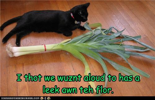 I thot we wuznt aloud to has a leek awn teh flor.