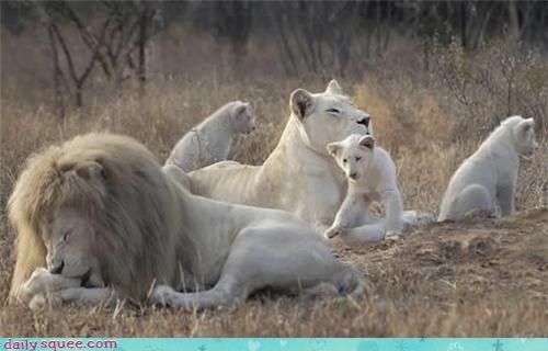 Albino family 