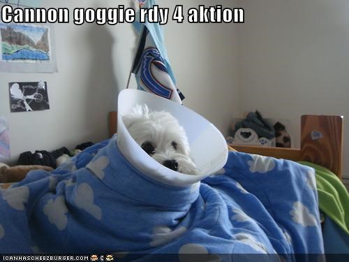 Cannon goggie rdy 4 aktion