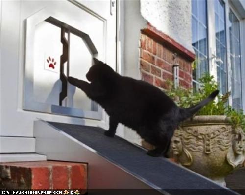 Noo Teknologeez: Cat Door for "Big Boned" Kittehs