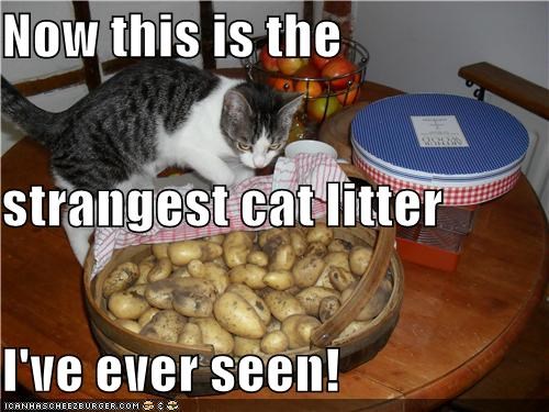 Now this is the strangest cat litter I've ever seen!