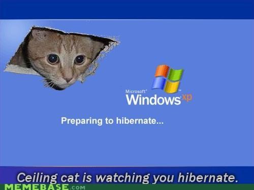 Celilng cat watches you hibernate....