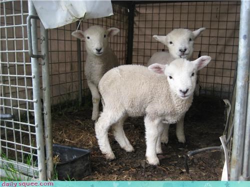 Three Little Sheep 