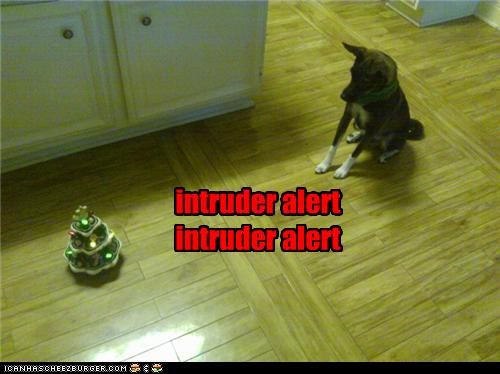 intruder alert intruder alert