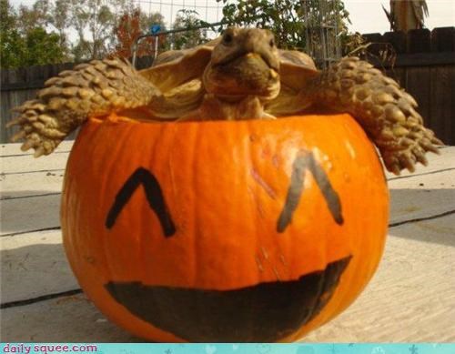 The pumpkin expresses what the turtle can't!