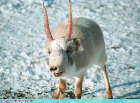 Rare Saiga Antelope 