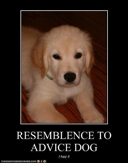 RESEMBLENCE TO ADVICE DOG