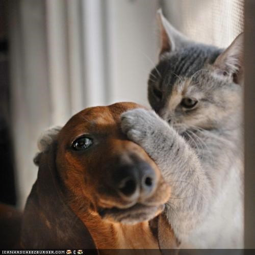 Kittehs R Owr Friends: OK, nao trai 2 reed line free