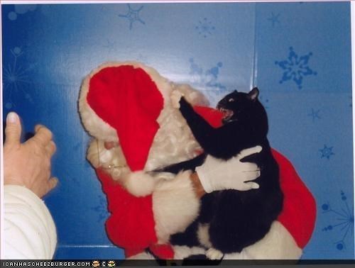 Santa Cats, Part 2
